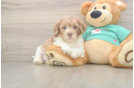 Best Shih Poo Baby