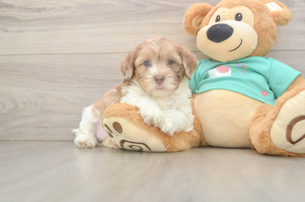 5 week old Shih Poo Puppy For Sale - Seaside Pups