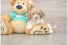 Best Shih Poo Baby