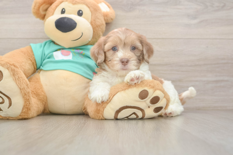 Best Shih Poo Baby