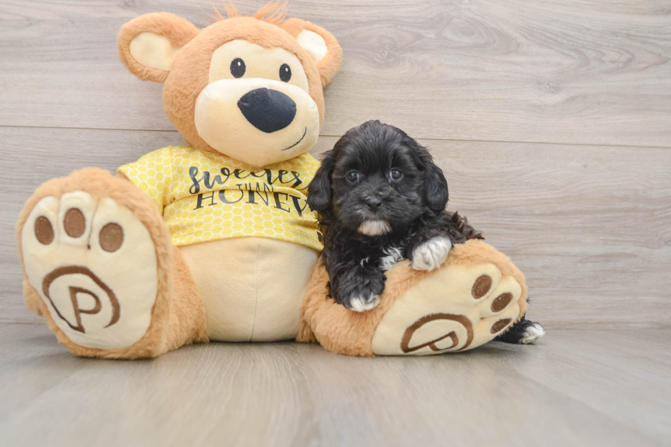 Playful Shih Poo Poodle Mix Puppy