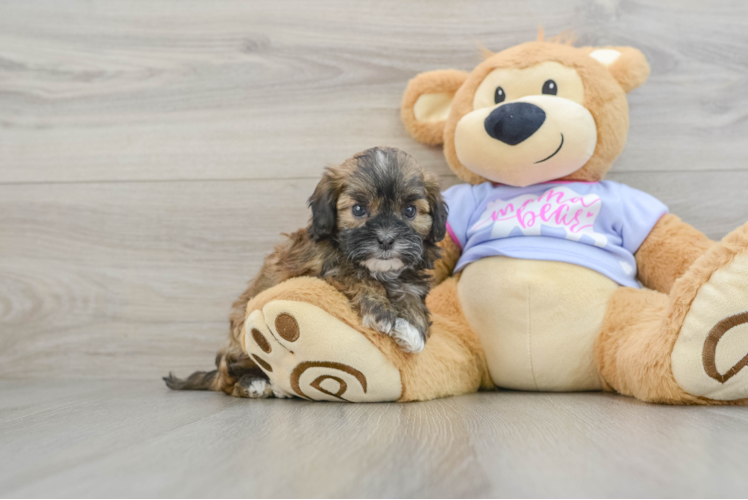 Fluffy Shih Poo Poodle Mix Pup