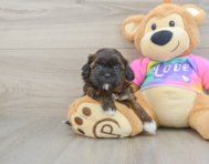 8 week old Shih Poo Puppy For Sale - Seaside Pups