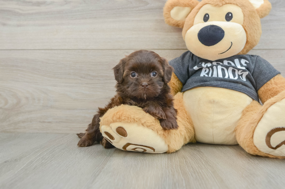 6 week old Shih Poo Puppy For Sale - Seaside Pups