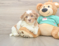7 week old Shih Poo Puppy For Sale - Seaside Pups