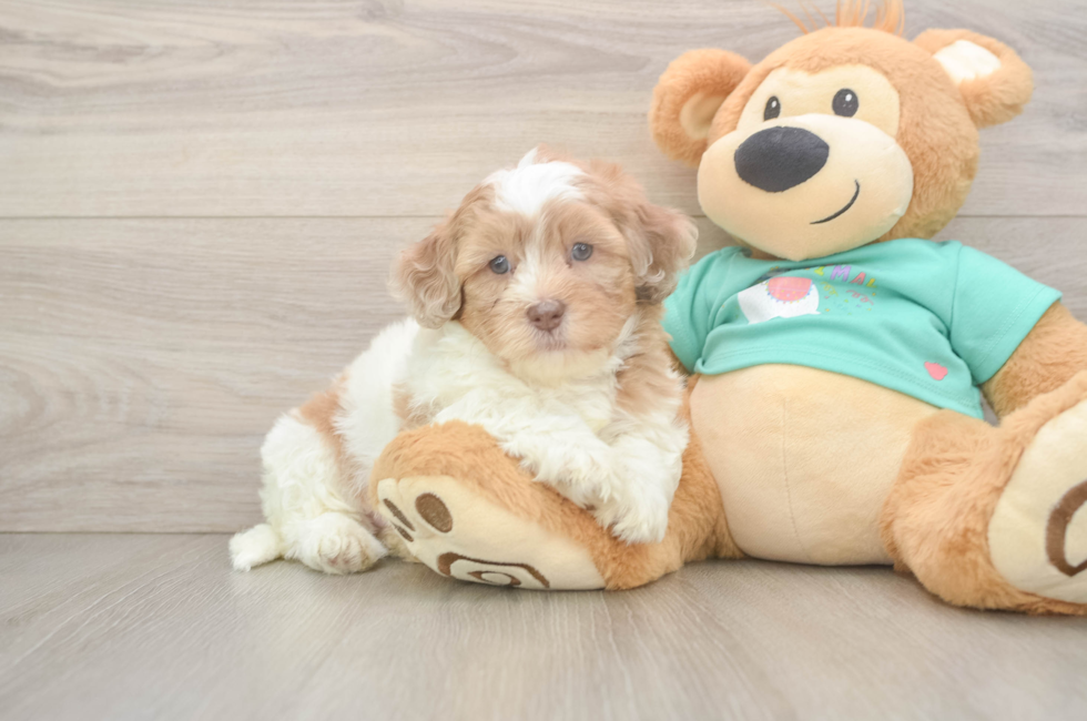 5 week old Shih Poo Puppy For Sale - Seaside Pups