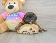 8 week old Shih Poo Puppy For Sale - Seaside Pups