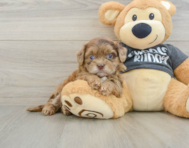 8 week old Shih Poo Puppy For Sale - Seaside Pups