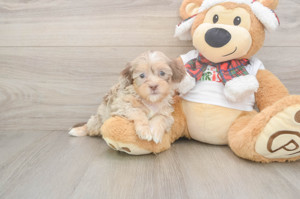 5 week old Shih Poo Puppy For Sale - Seaside Pups