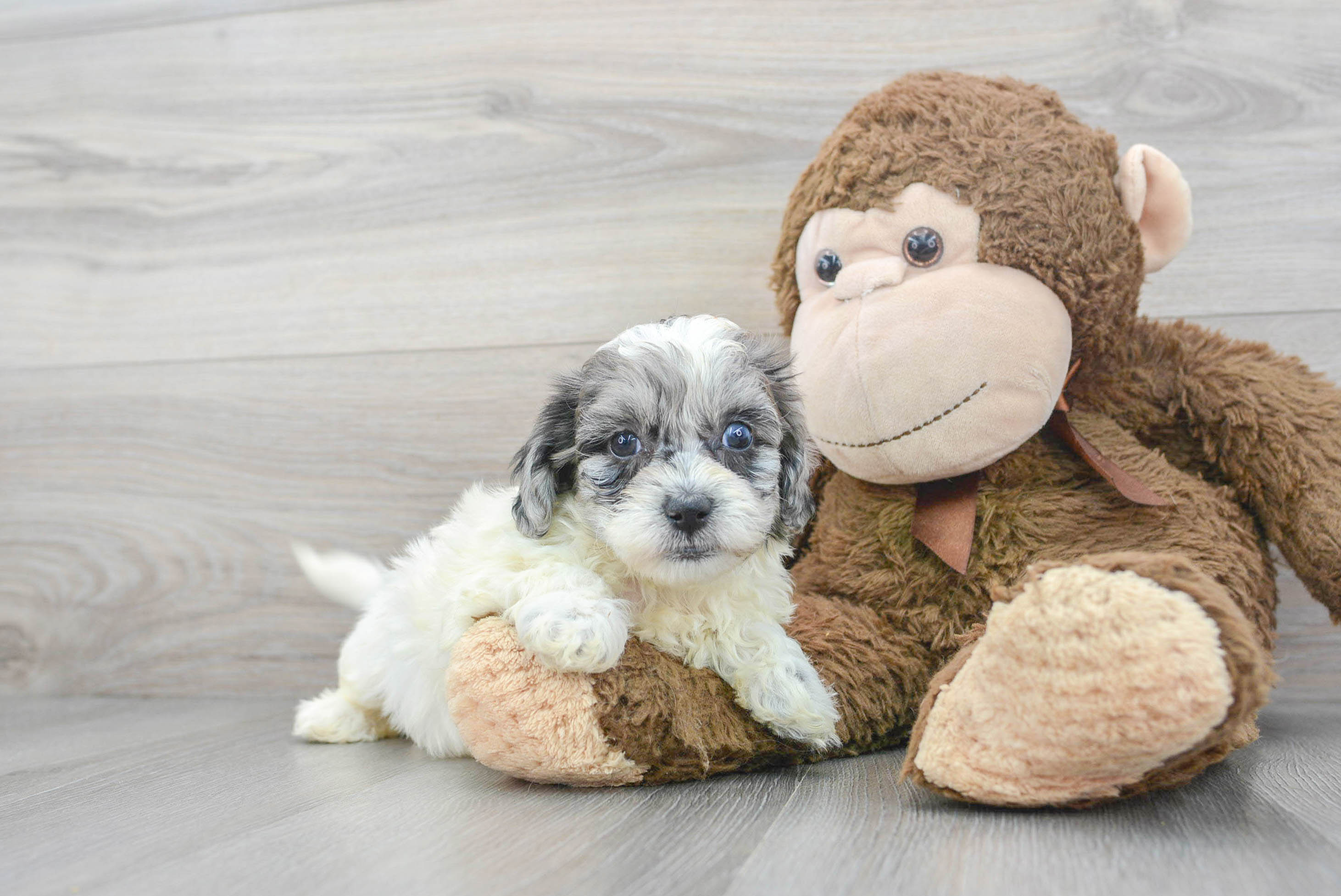 Merle shih clearance poo