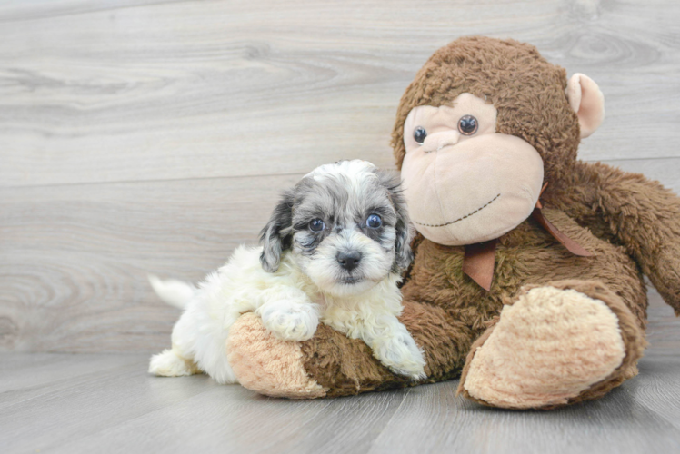 Best Shih Poo Baby