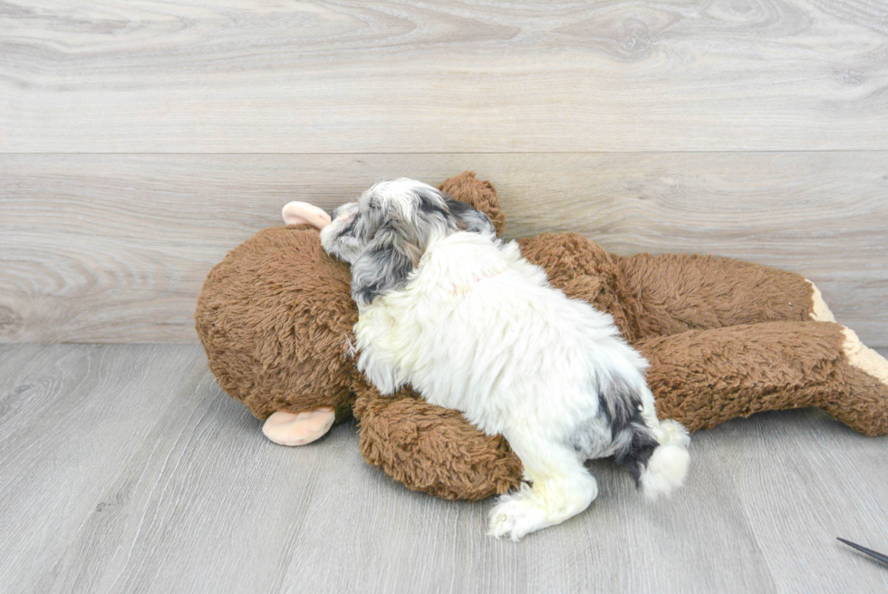 Shih Poo Puppy for Adoption