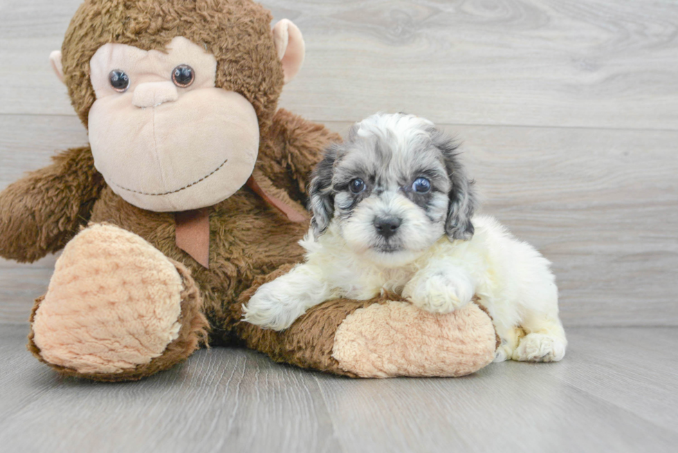 Shih Poo Puppy for Adoption