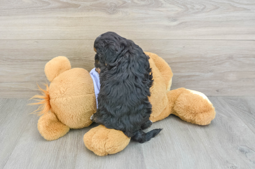 Shih Poo Pup Being Cute