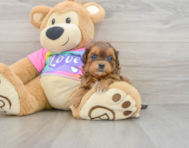 9 week old Shih Poo Puppy For Sale - Seaside Pups