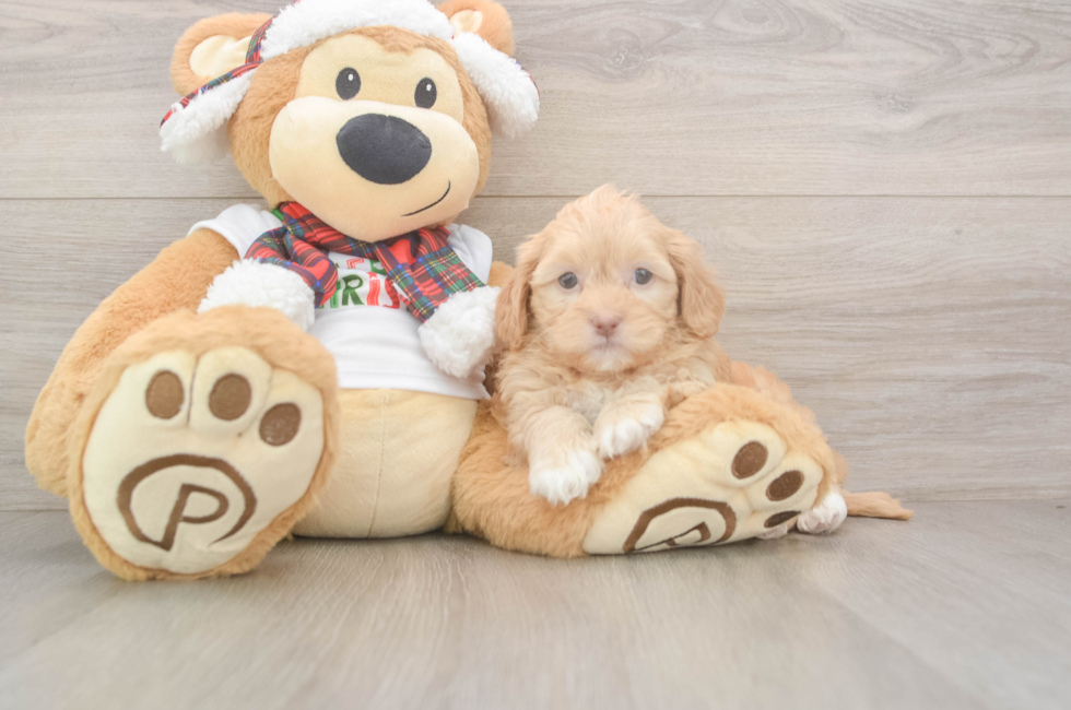 5 week old Shih Poo Puppy For Sale - Seaside Pups