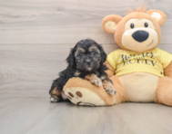 7 week old Shih Poo Puppy For Sale - Seaside Pups