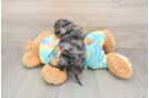 Shih Poo Puppy for Adoption