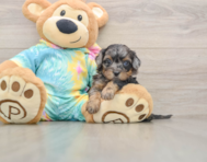 5 week old Shih Poo Puppy For Sale - Seaside Pups