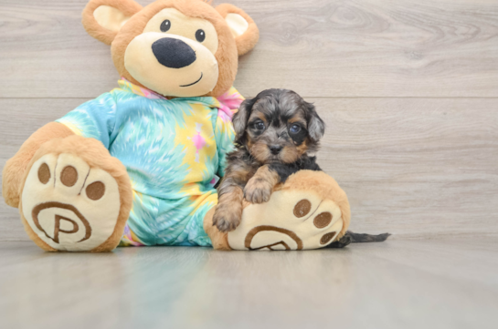 Smart Shih Poo Poodle Mix Pup
