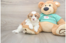 Best Shih Poo Baby