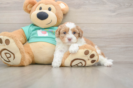 Smart Shih Poo Poodle Mix Pup