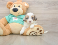 8 week old Shih Poo Puppy For Sale - Seaside Pups