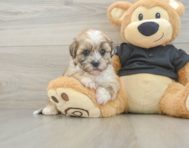 8 week old Shih Poo Puppy For Sale - Seaside Pups