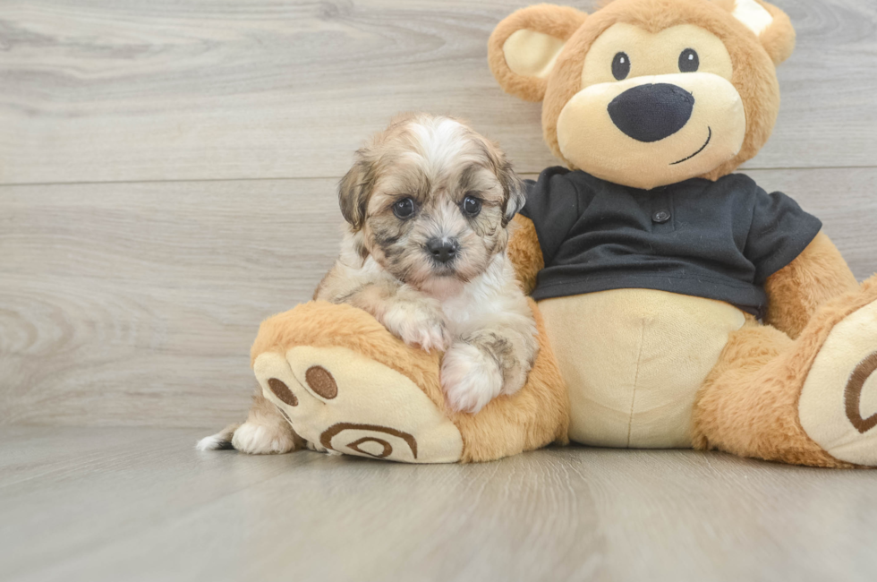5 week old Shih Poo Puppy For Sale - Seaside Pups