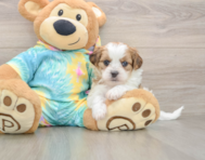 5 week old Shih Poo Puppy For Sale - Seaside Pups