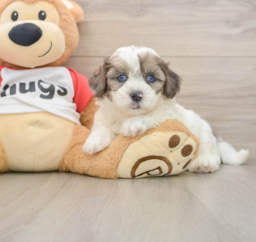 7 week old Shih Poo Puppy For Sale - Seaside Pups