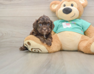 7 week old Shih Poo Puppy For Sale - Seaside Pups