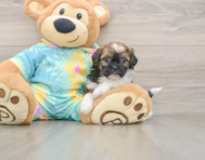 6 week old Shih Poo Puppy For Sale - Seaside Pups