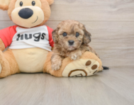 8 week old Shih Poo Puppy For Sale - Seaside Pups