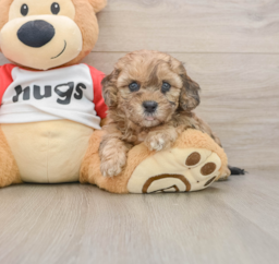 7 week old Shih Poo Puppy For Sale - Seaside Pups