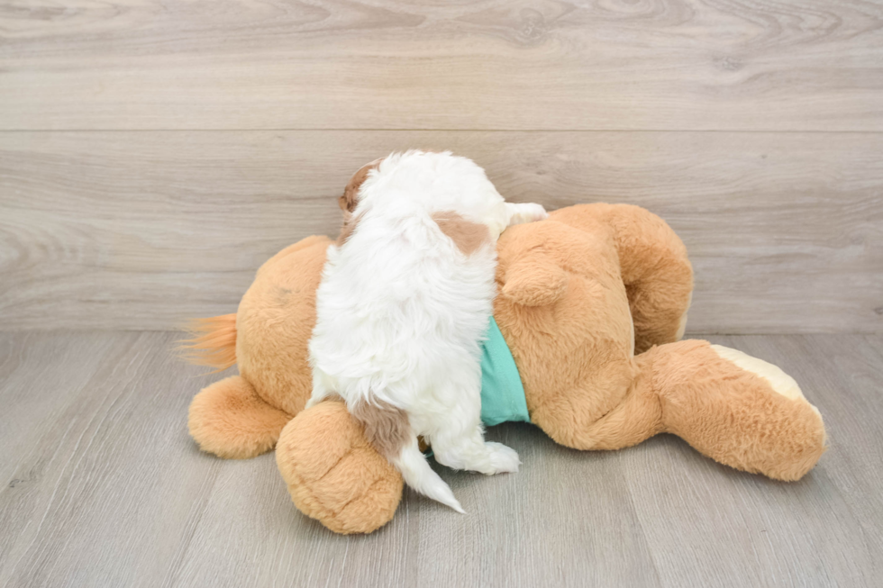 Shih Poo Puppy for Adoption