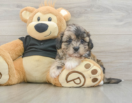 8 week old Shih Poo Puppy For Sale - Seaside Pups