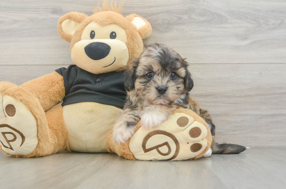 5 week old Shih Poo Puppy For Sale - Seaside Pups