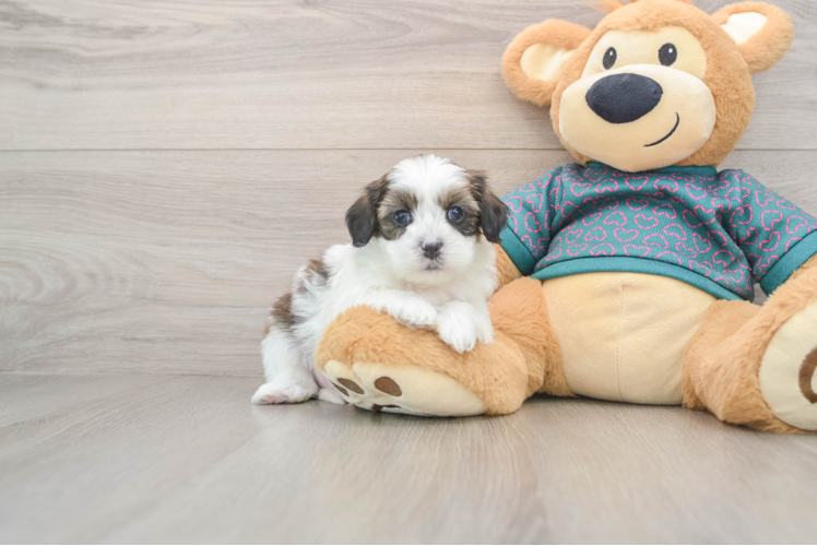 Sweet Shih Poo Baby