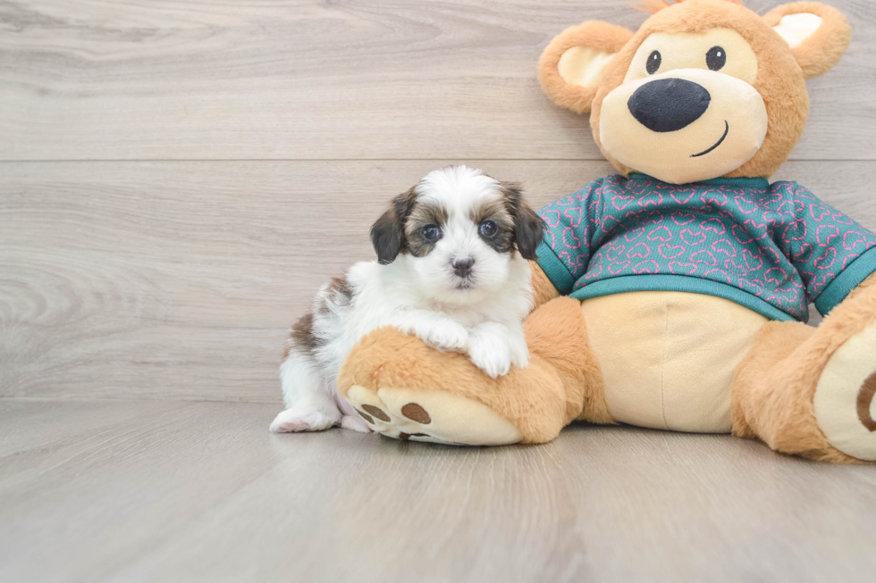 Sweet Shih Poo Baby