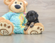 5 week old Shih Poo Puppy For Sale - Seaside Pups
