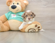 7 week old Shih Poo Puppy For Sale - Seaside Pups