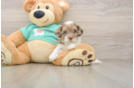 Popular Shih Poo Poodle Mix Pup
