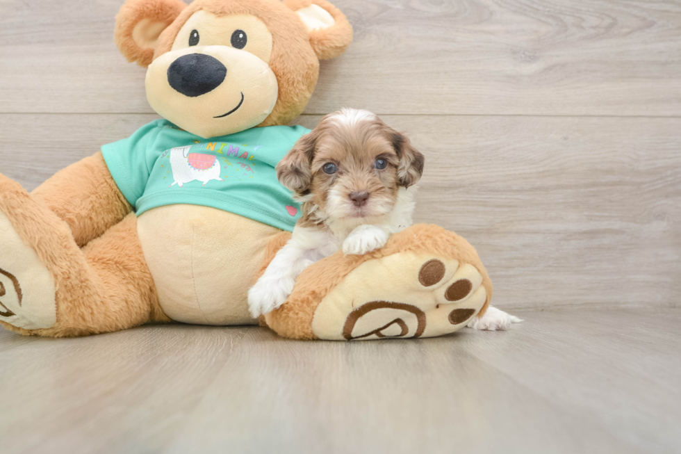 Popular Shih Poo Poodle Mix Pup