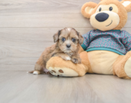 8 week old Shih Poo Puppy For Sale - Seaside Pups
