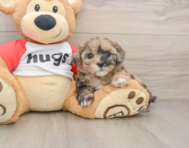 8 week old Shih Poo Puppy For Sale - Seaside Pups