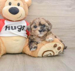 8 week old Shih Poo Puppy For Sale - Seaside Pups