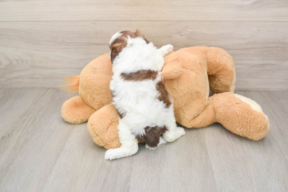 Best Shih Poo Baby