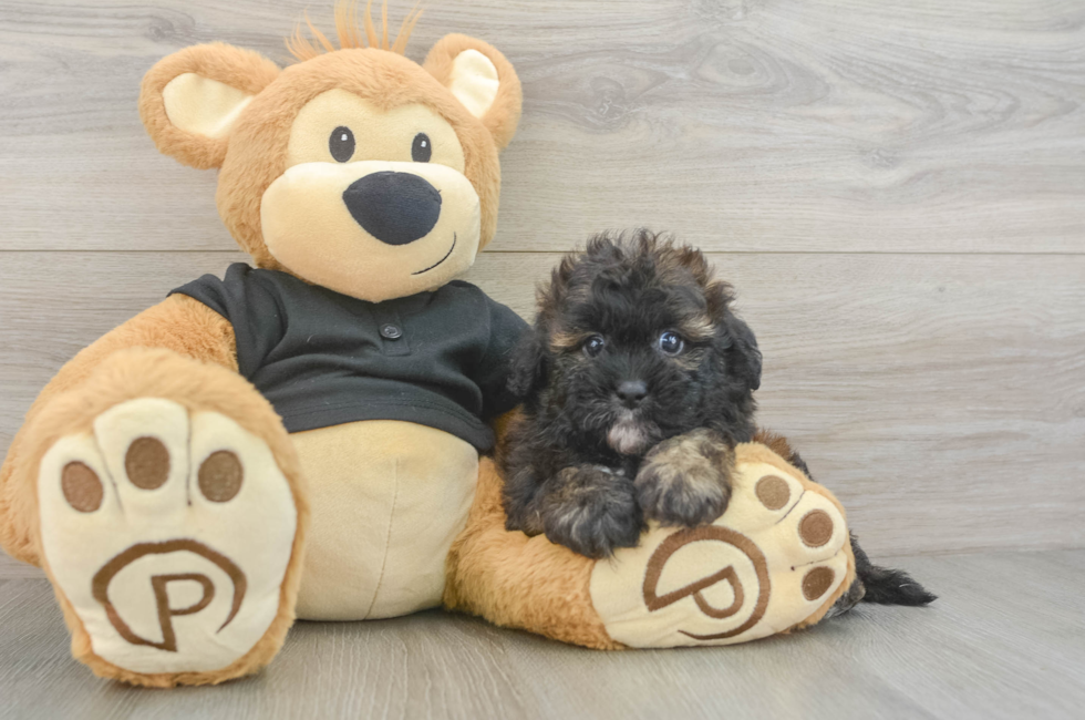 5 week old Shih Poo Puppy For Sale - Seaside Pups