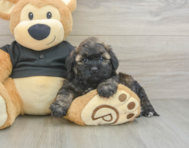 8 week old Shih Poo Puppy For Sale - Seaside Pups